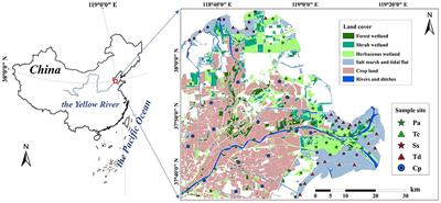 Spatial distribution of soil quality under different vegetation types in the Yellow River Delta wetland